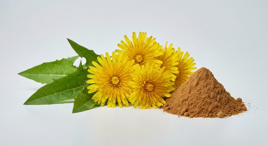 Dandelion Extract
